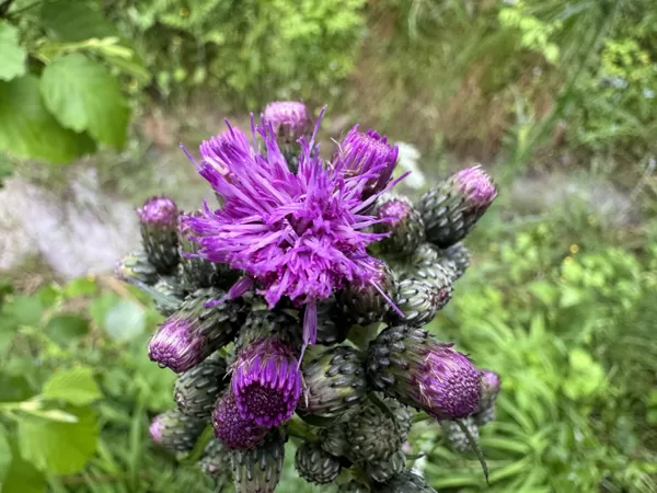 Cirsium palustre marsh Thistle