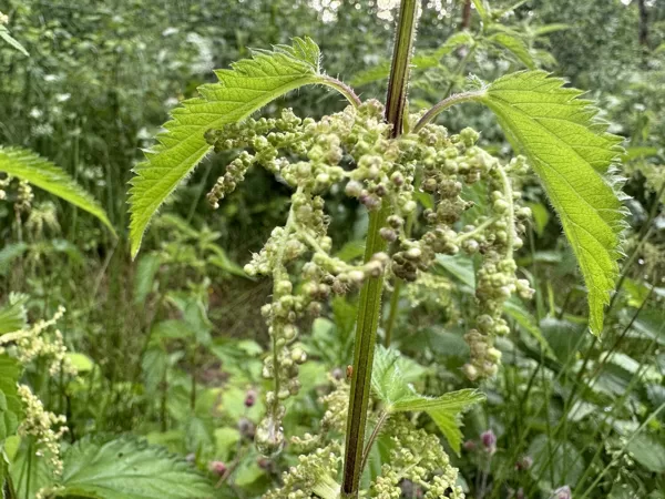 Urtica dioica common Nettle