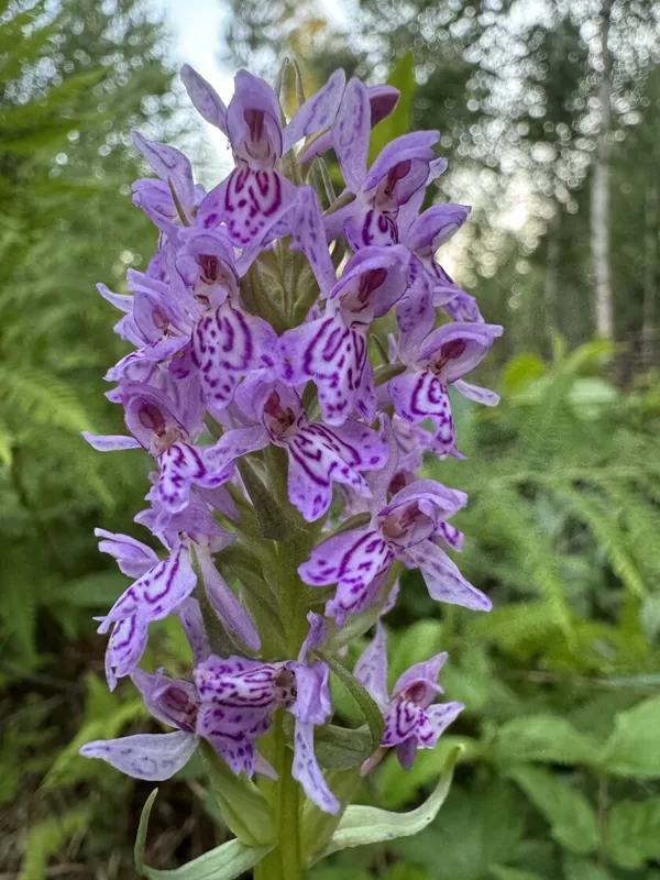 Dactylorhiza baltica Baltic marsh orchid