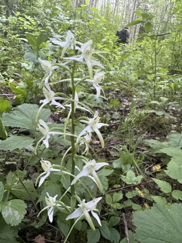 Platanthera bifolia lesser Butterfly-orchid