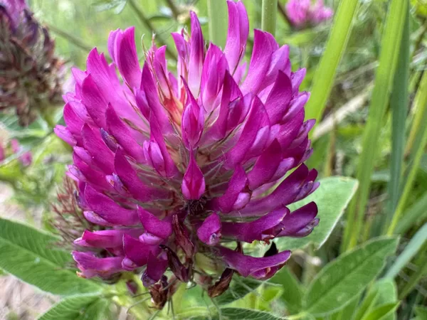 Trifolium medium zigzag clover