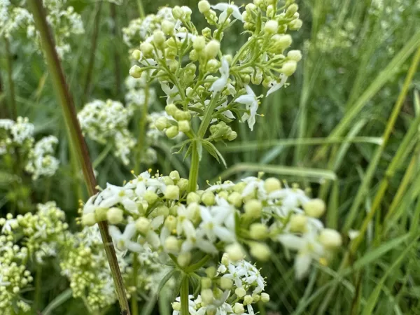 Galium odoratum Woodruff