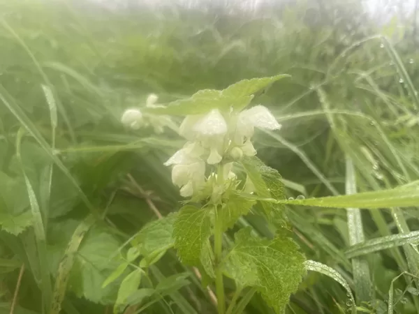 Lamium album white Dead-nettle