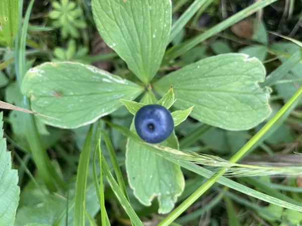 Paris_quadrifolia_herb_paris