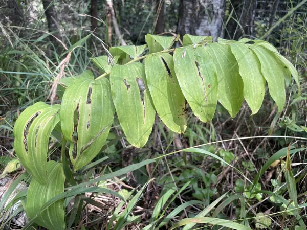 Polygonatum_odoratum_Solomons_seal