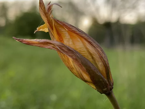 Tulipa_sylvestris__the_wild_tulip_or_woodland_tulip