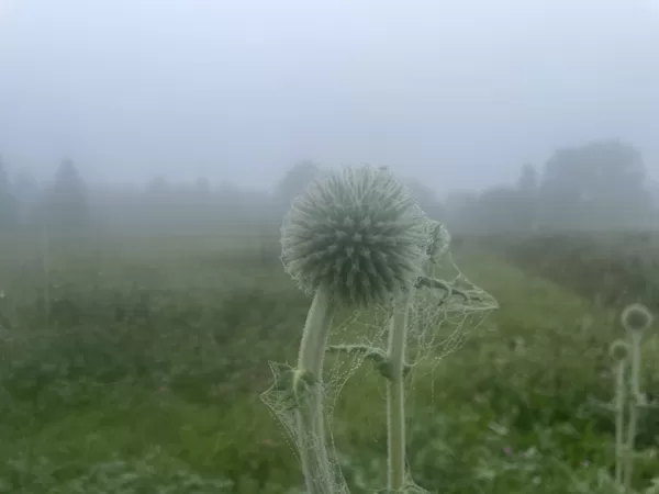 glandular Globe-thistle Echinops sphaerocephalus