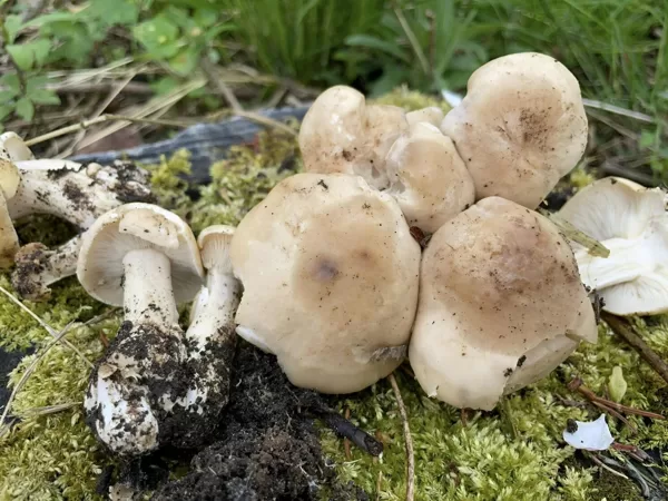 Calocybe gambosa, St George's Mushroom