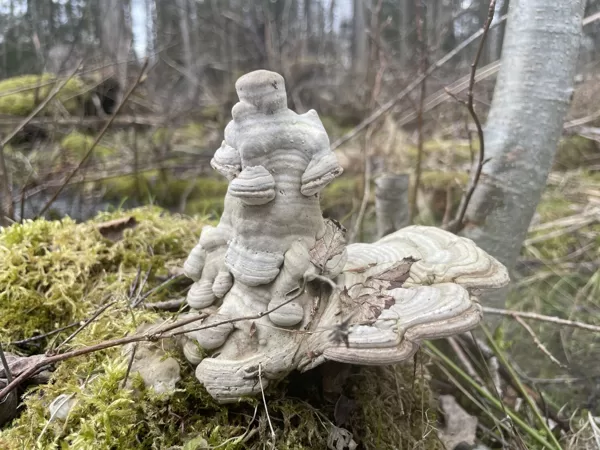Fomes fomentarius tinder fungus