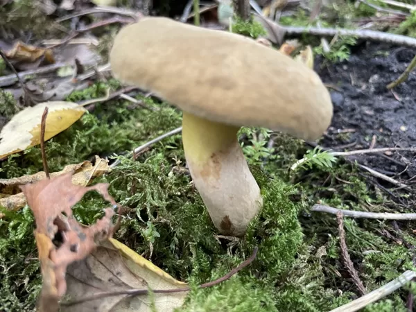 Gyrodon lividus