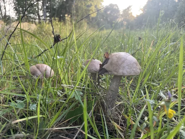 Leccinum scabrum, Brown Birch Bolete