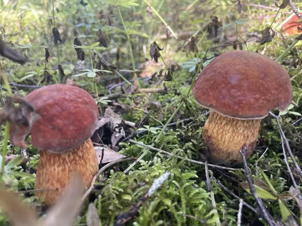 Suillellus luridus, Lurid Bolete mushroom
