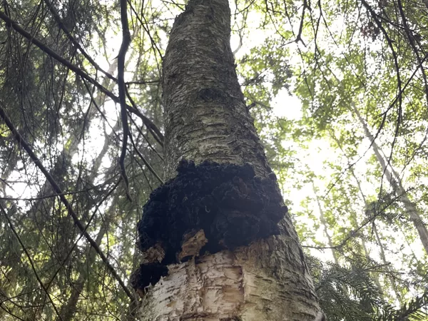 Inonotus obliquus Chaga
