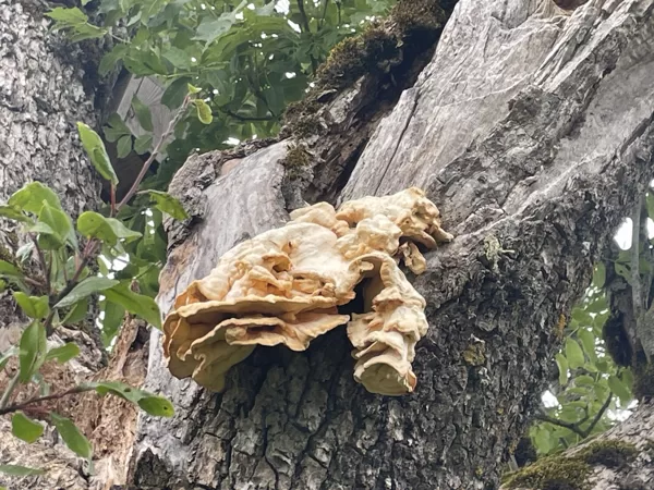 Laetiporus sulphureus chicken of the woods