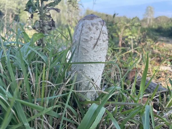 Shaggy Mane (Coprinus comatus)