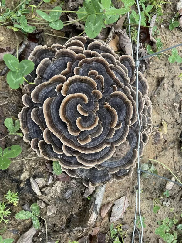 Trametes versicolor Turkeytail fungus