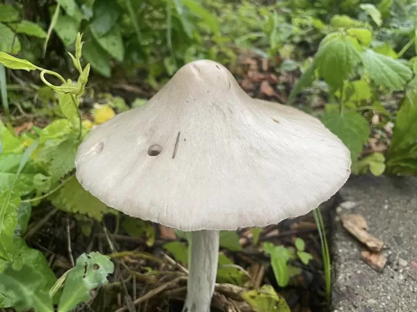 Volvopluteus gloiocephalus Stubble Rosegill