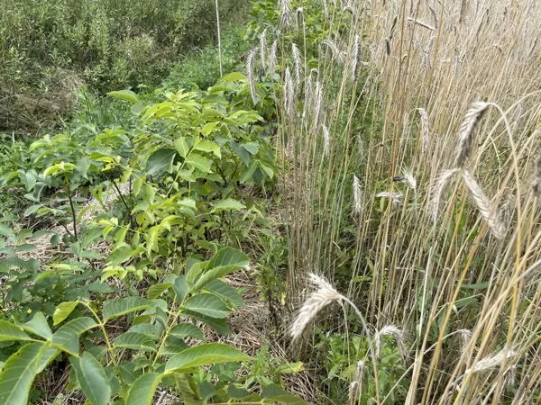 Rye in nursery