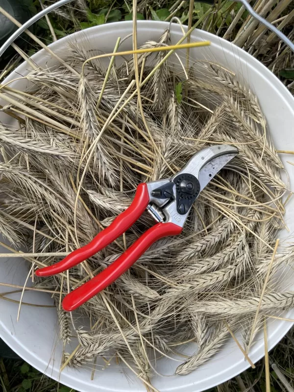 Harvesting method