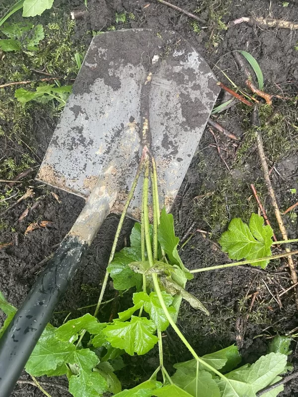 Heracleum sosnowskyi Sosnowsky's Hogweed