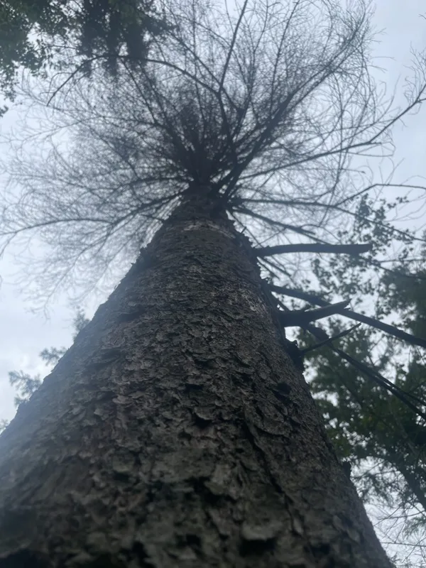 Ips typographus European spruce bark beetle