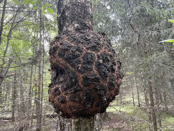 Rhizobium radiobacter Crown gall