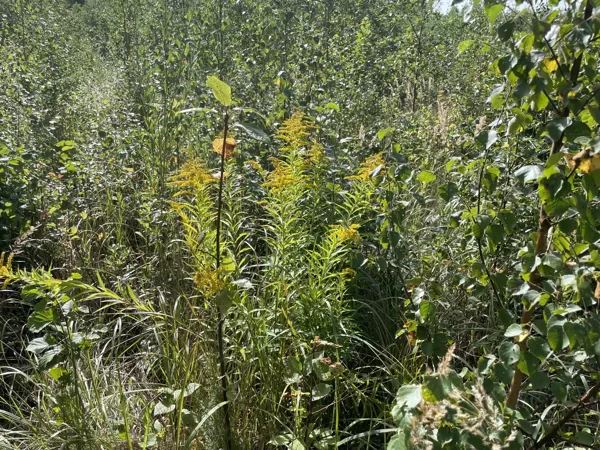 Solidago canadensis
