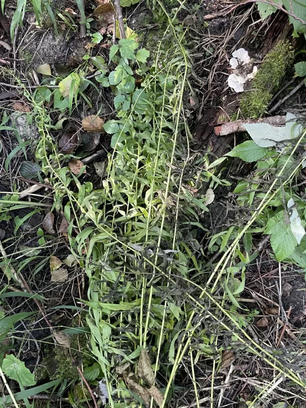 Solidago canadensis Canada goldenrod