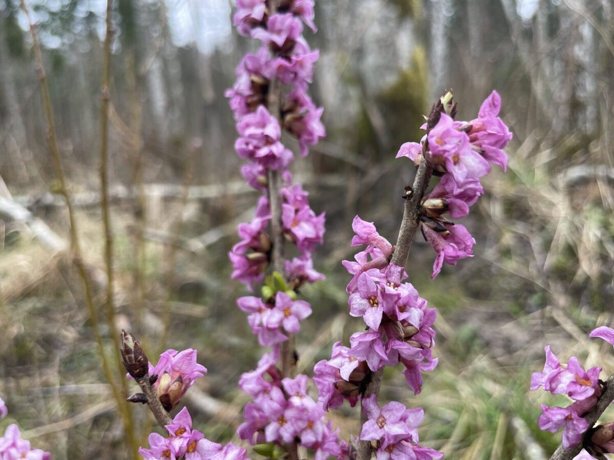 Daphne_mezereum_Mezereon_flowers.jpg