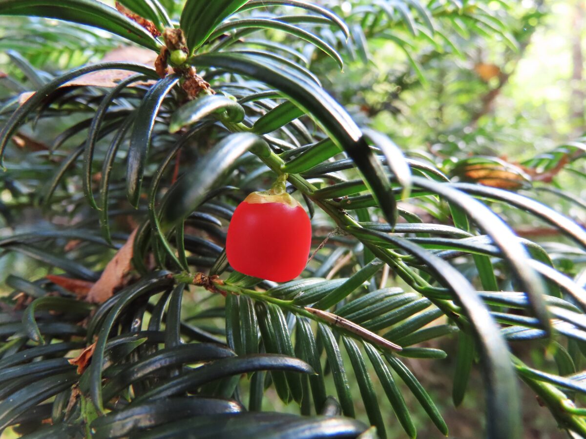 Taxus_Baccata_cone.jpg